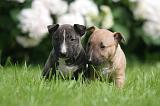 BULL TERRIER MINIATURE 212